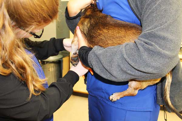 Vet examining a dog's leg in the treatment area inside Escanaba Veterinary Clinic